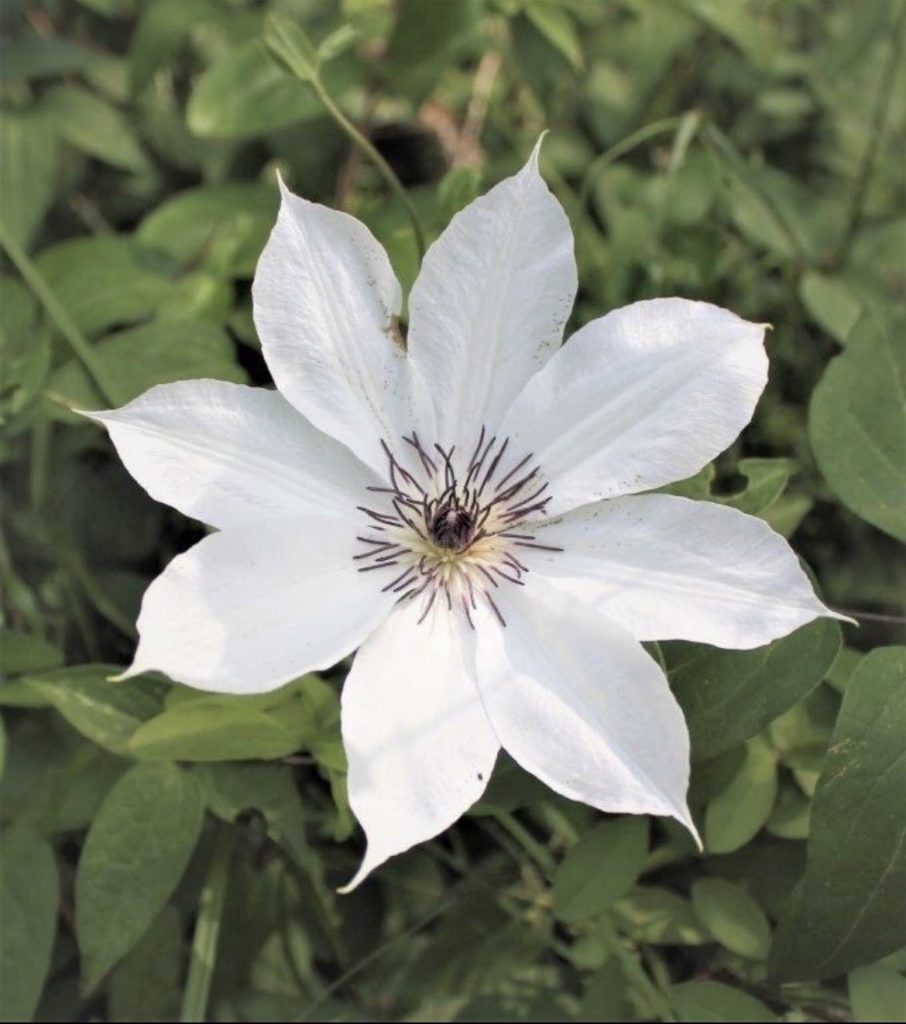 季節の花