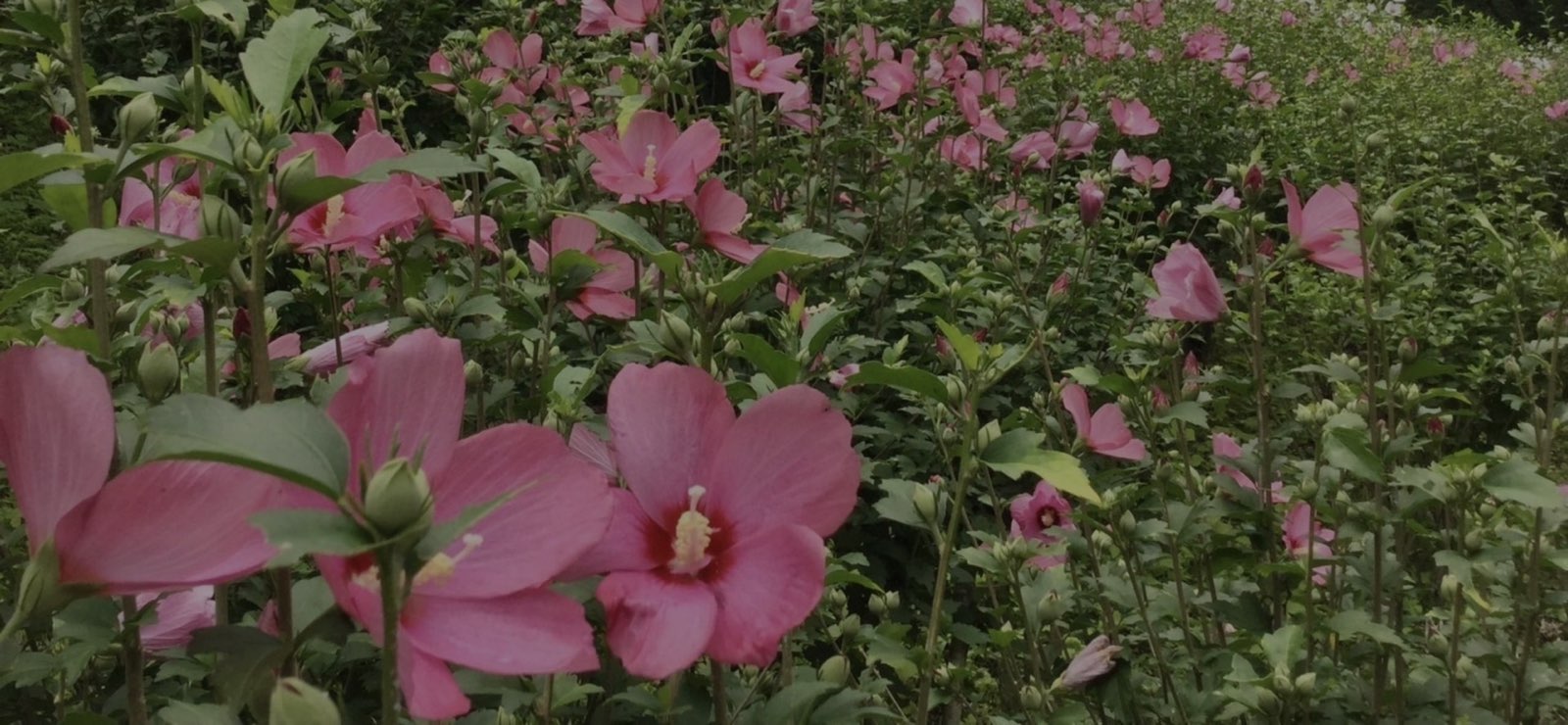 季節の花