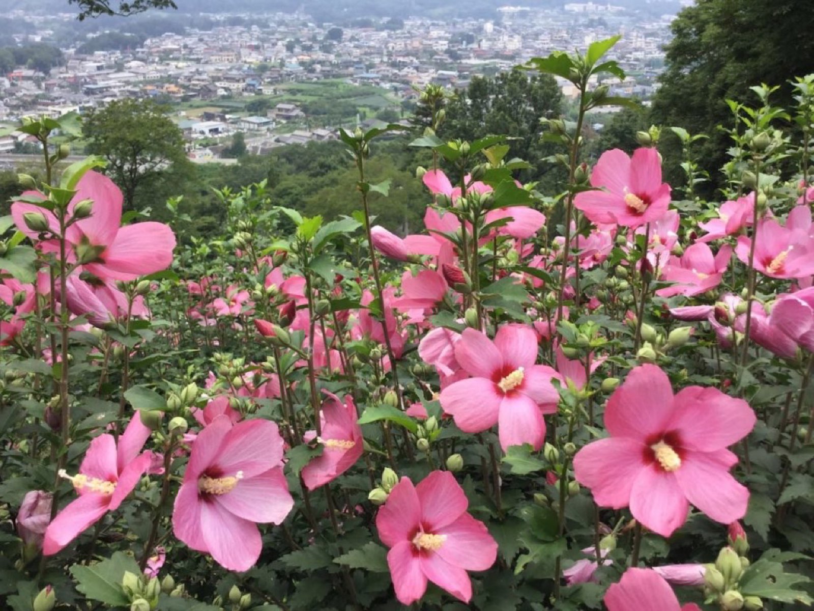 運が良ければ雲海も