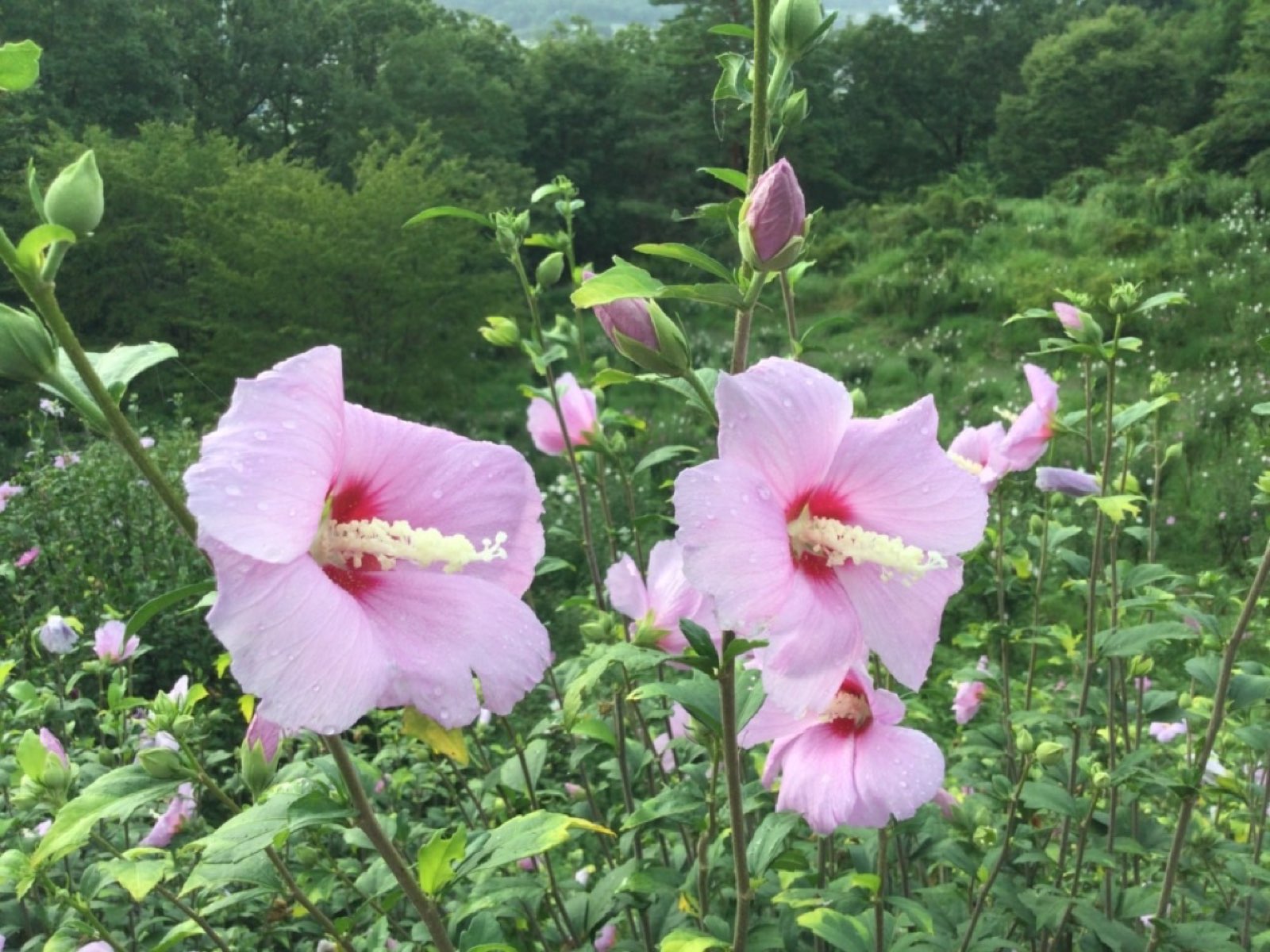 Mahora稲穂山のお知らせ