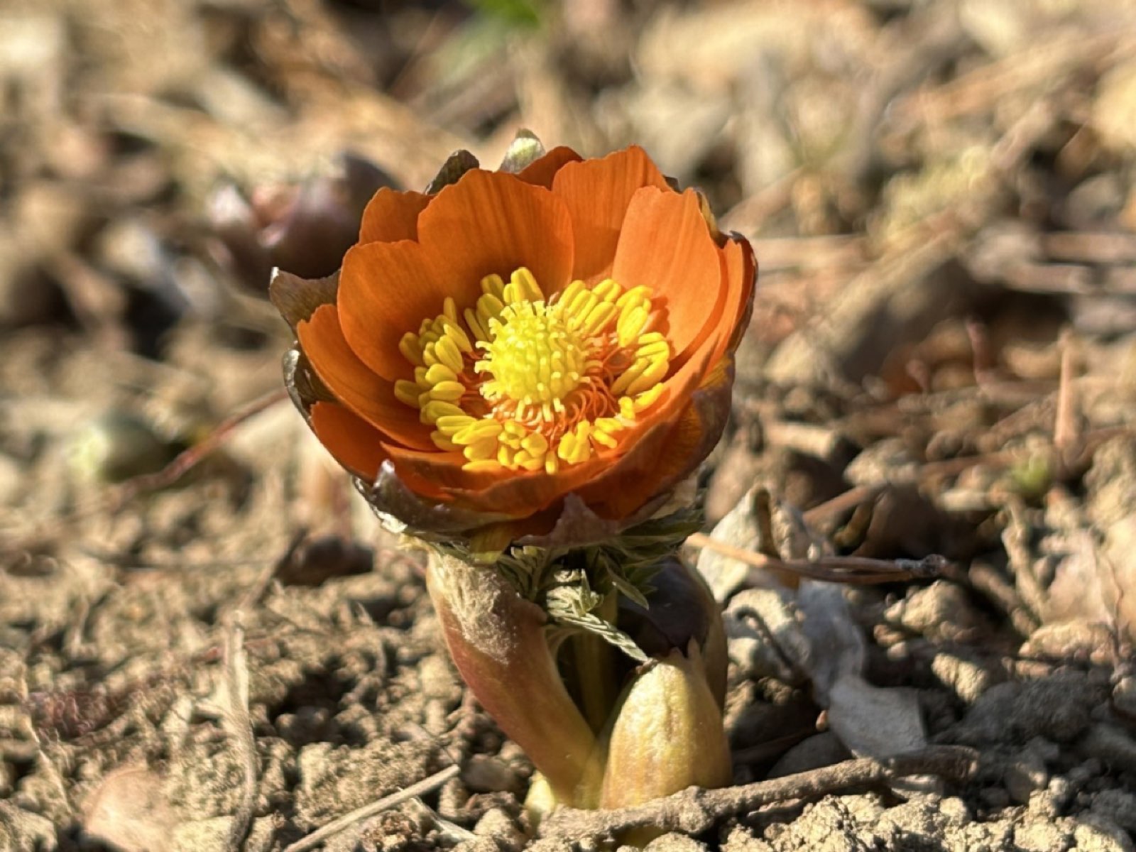 秩父紅が開花しました