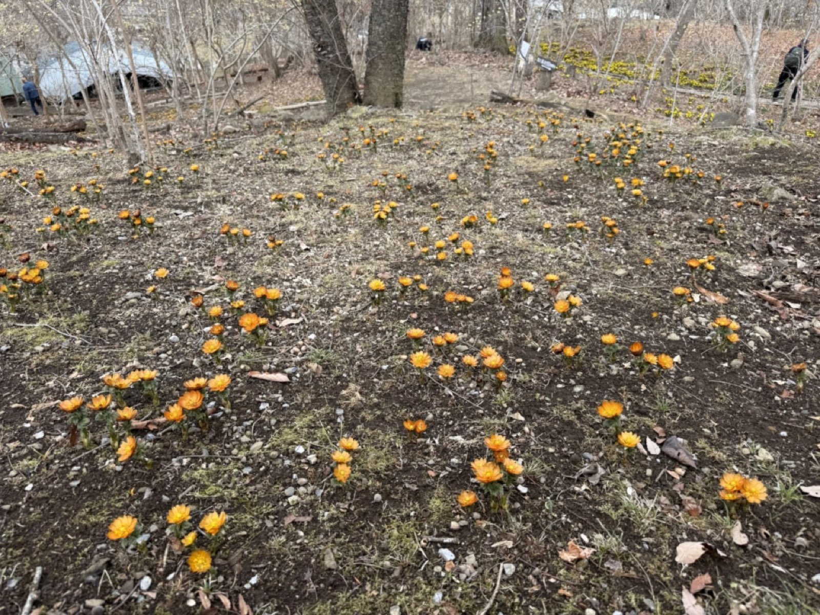 秩父紅が見頃／銘仙展も楽しめます