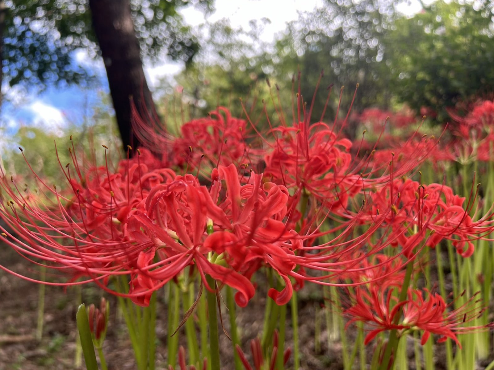 紅葉に染まる秩父の山